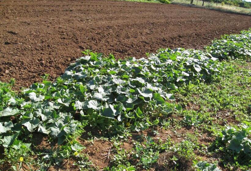 Отель Agriturismo Cuile De Molino