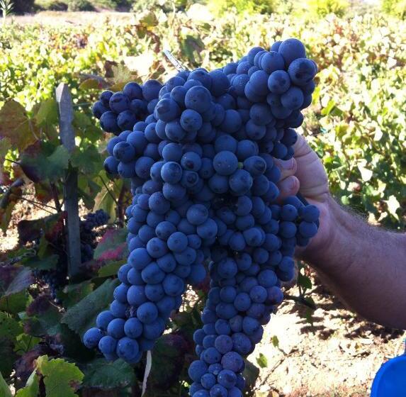 Отель Agriturismo Cuile De Molino