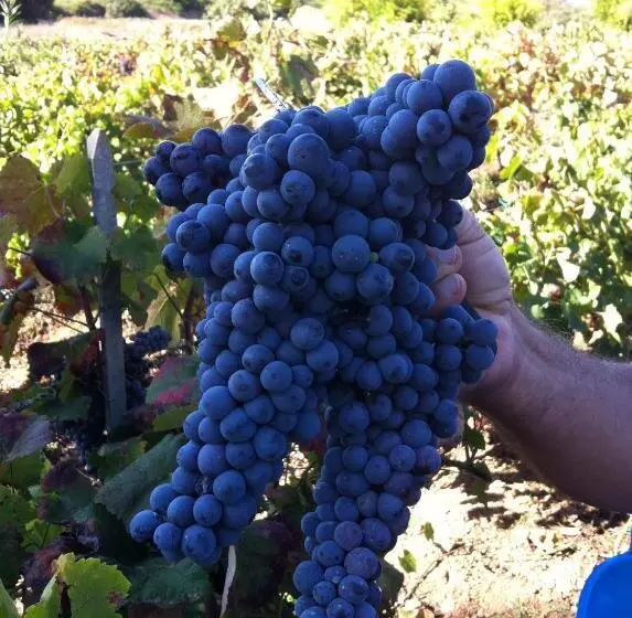 Hotelli Agriturismo Cuile De Molino