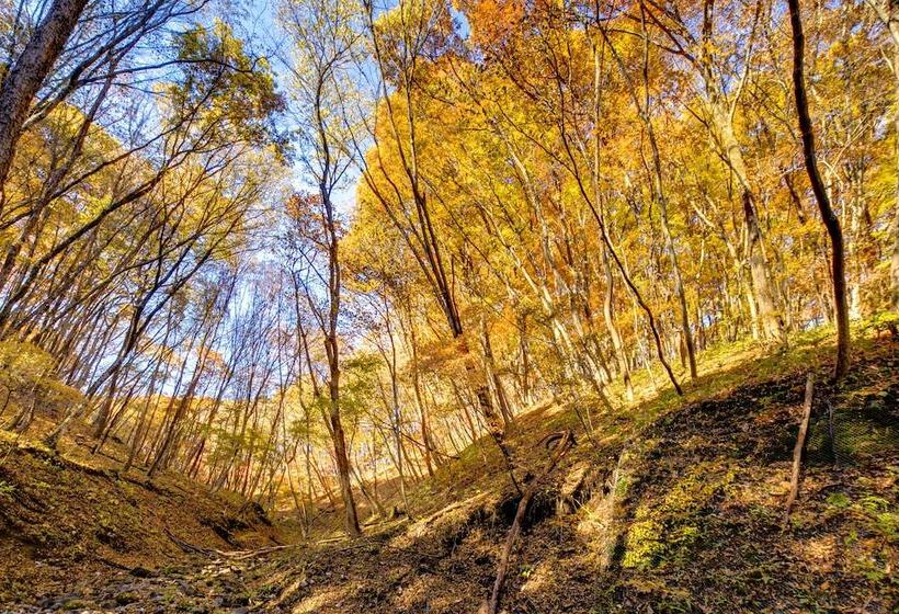 酒店 Conifer Iwabitsu