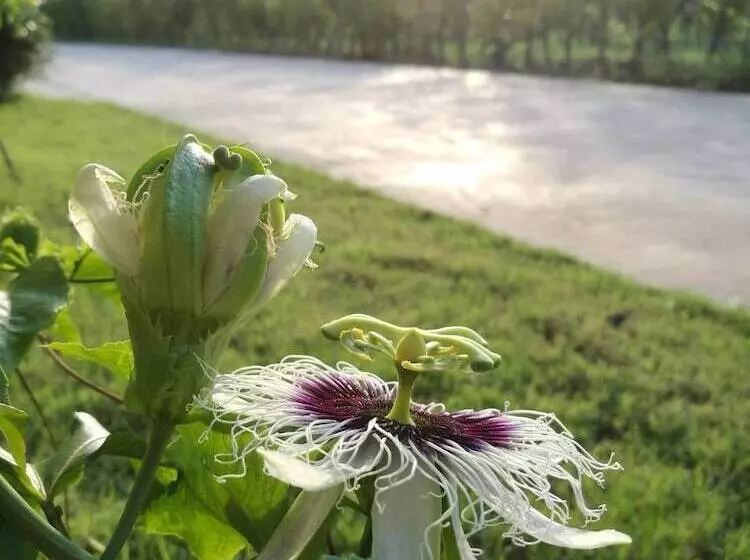 Hotelli On Green Resort