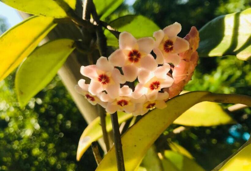 פנסיון Beach Forest Lodge