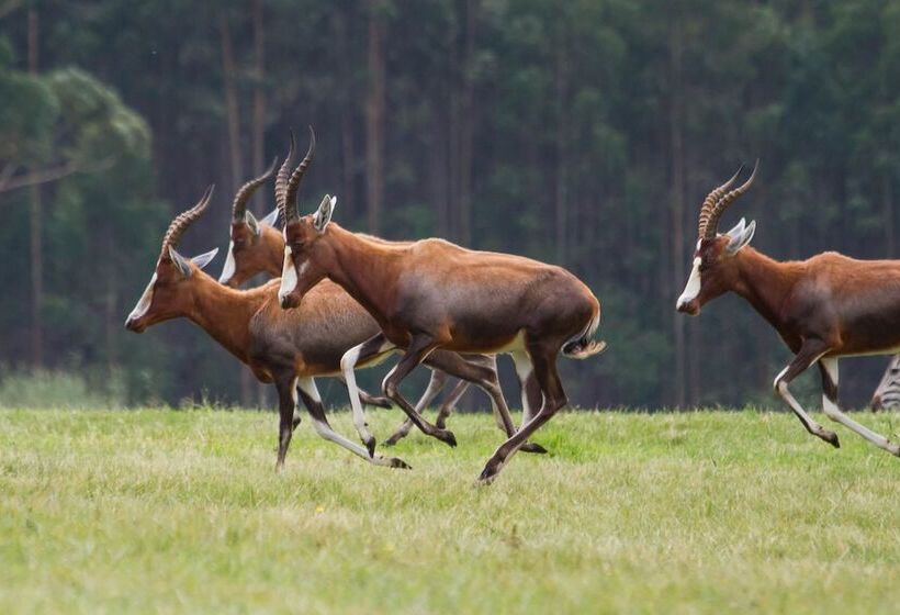 بنسيون St Ives Lodge