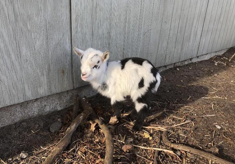 Отель Hestkær Family Rooms Summer Camp