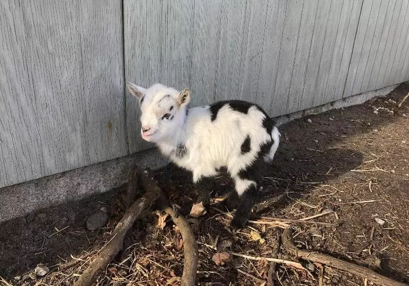 ホテル Hestkær Family Rooms Summer Camp