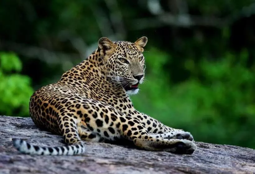 استراحتگاه Wild Coast Tented Lodge Relais And Chateaux All Inclusive