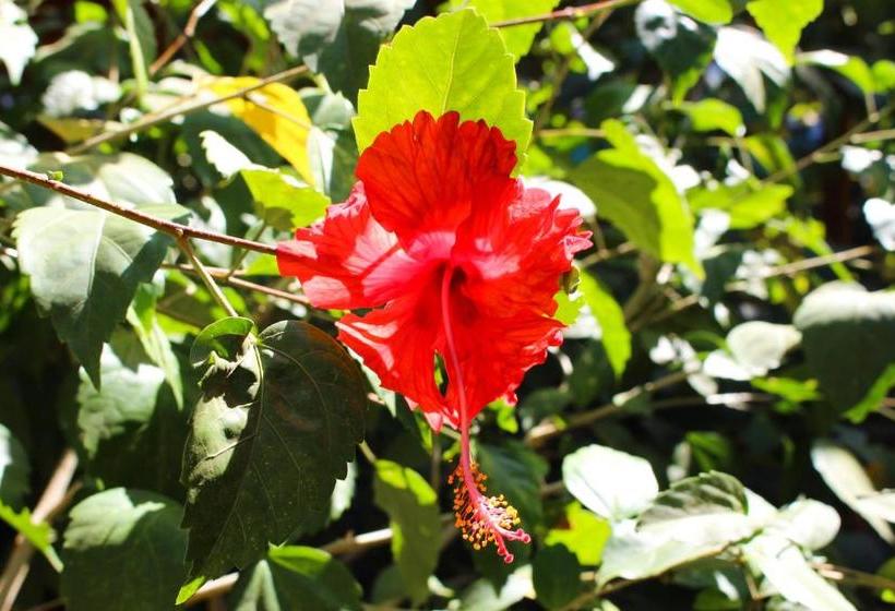 Tamahostel & Glamping