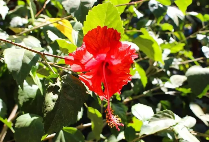 Tamahostel & Glamping