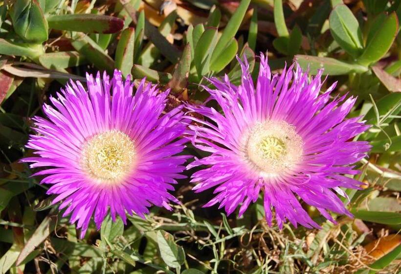 تختخواب و صبحانه Mood Farmhouse Mythology