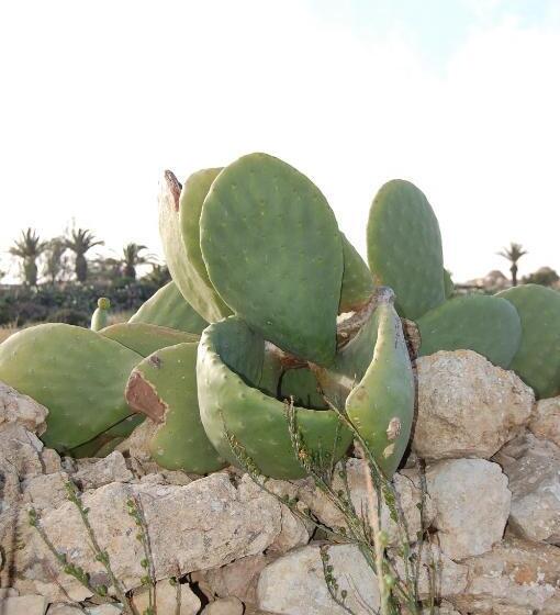 تختخواب و صبحانه Mood Farmhouse Mythology