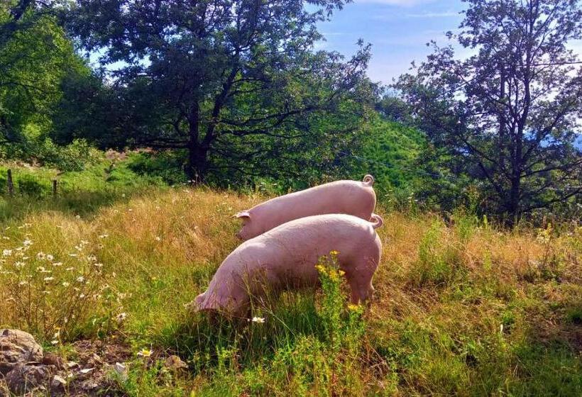 Bed and Breakfast Terra Del Bosco Agriturismo