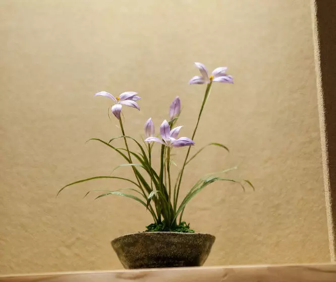 Rinn Murasakino