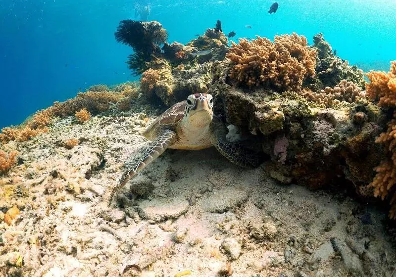 The Rabbit Tree Hostel