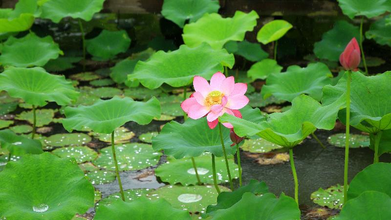 Hotel Holiday Inn Kunshan Huaqiao, An Ihg