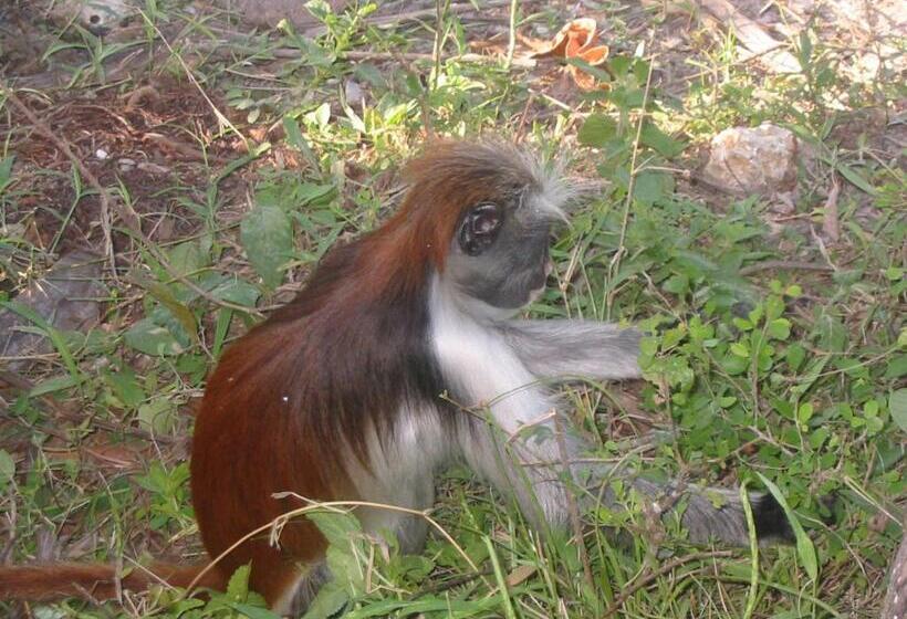 Kiwengwa Bungalow Boutique Resort