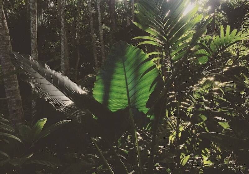 호텔 Kaju Green Eco Lodges