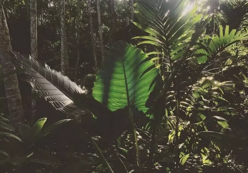 Hotelli Kaju Green Eco Lodges