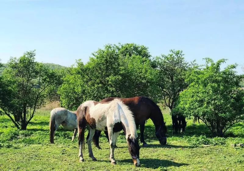 Aamiaismajoitus (B&B) The Houses Of History  Anno 1830