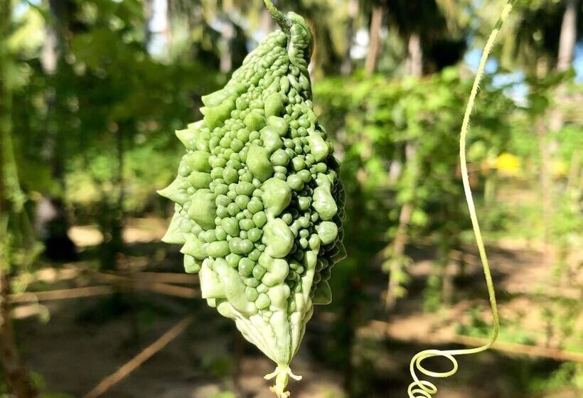 Wind Blend Kite Resort