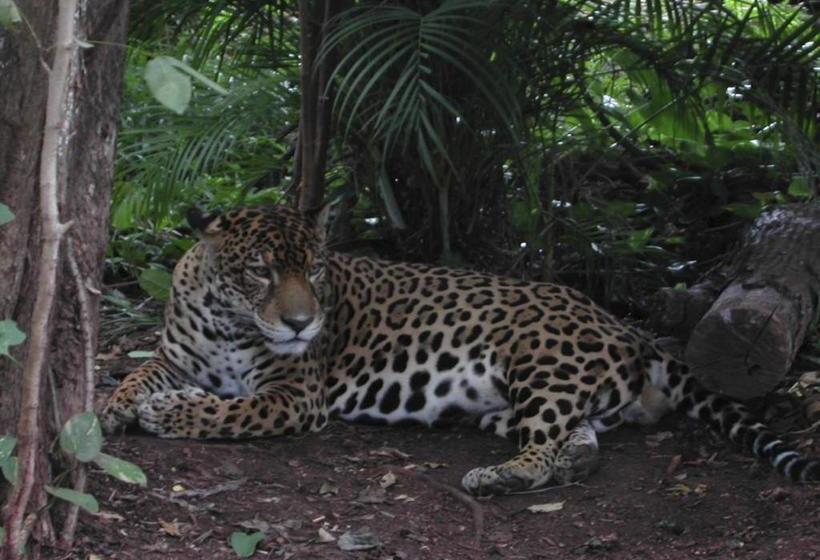 هاستل Chinitas Eco Lodge