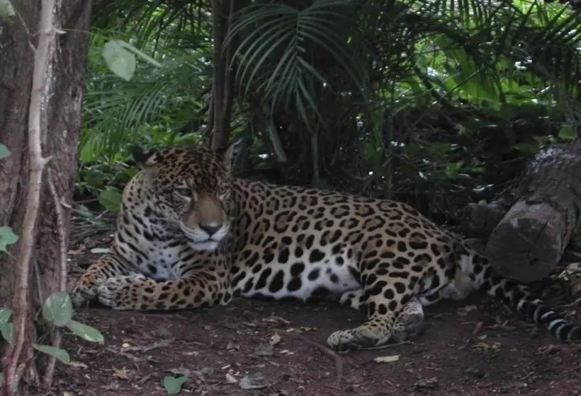 هاستل Chinitas Eco Lodge