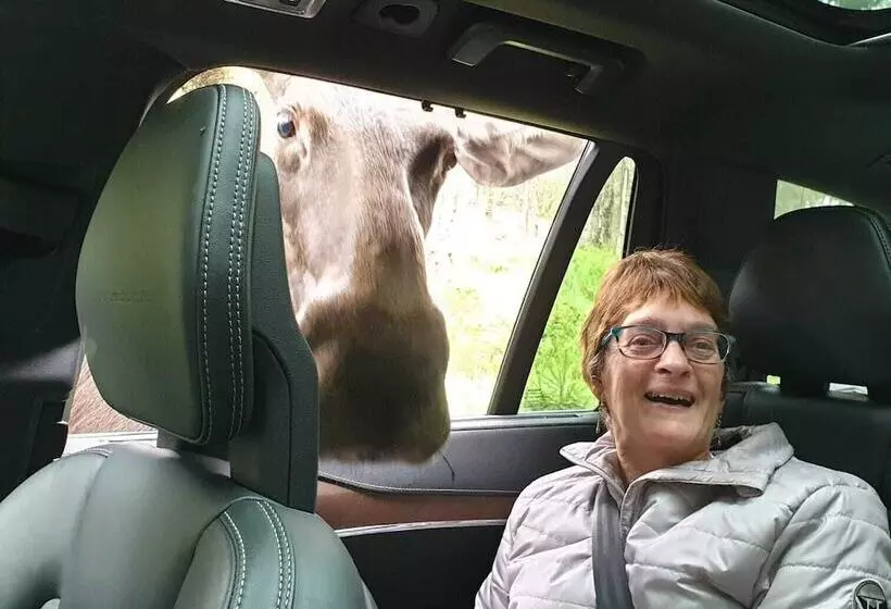 Aamiaismajoitus (B&B) Den Sovande älgen