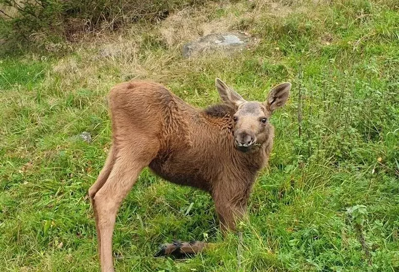 Aamiaismajoitus (B&B) Den Sovande älgen