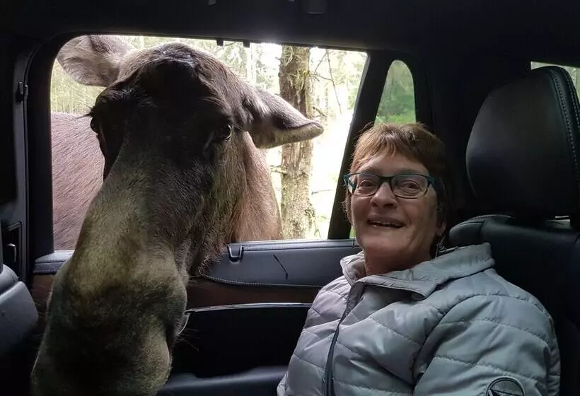 Aamiaismajoitus (B&B) Den Sovande älgen