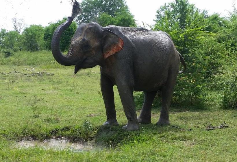 Hotel Peacock Riverside