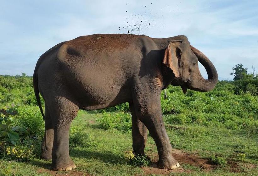 Hotel Peacock Riverside