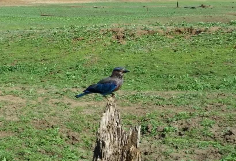 Hotel Peacock Riverside