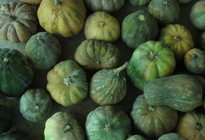 Lomakeskus Il Cannito