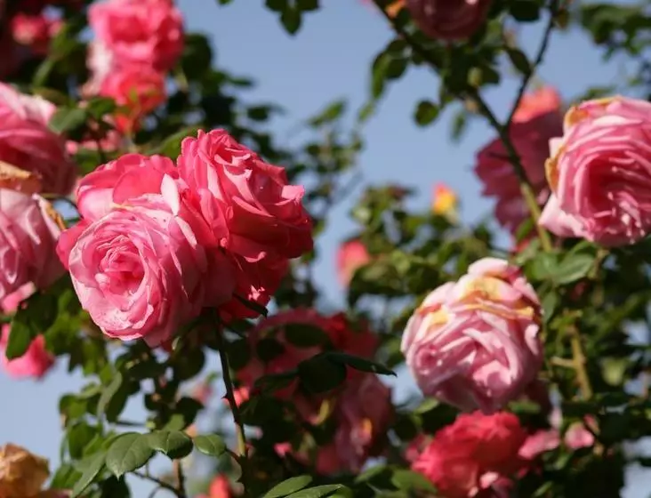 Lomakeskus Il Cannito