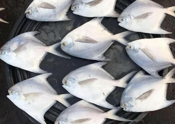 リゾートホテル The Mango House