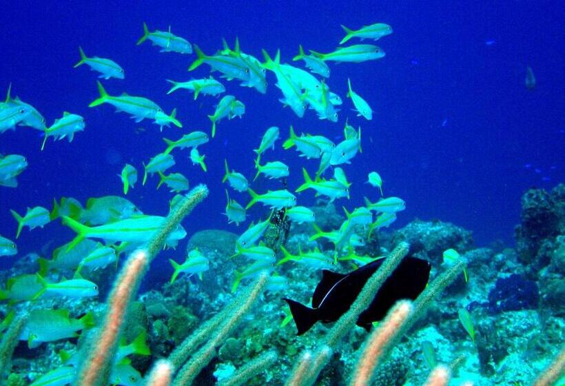 هتل Hollywood Beach Suites Turks And Caicos