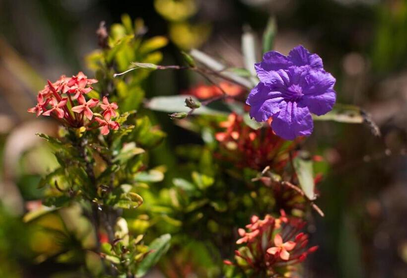 هتل Hollywood Beach Suites Turks And Caicos