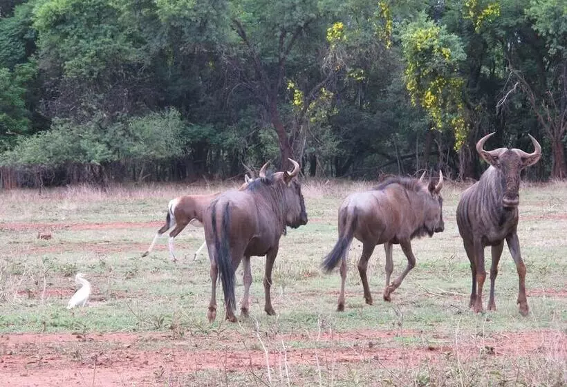 هتل Harties Is Africa