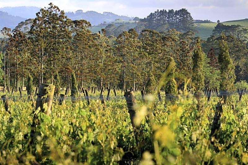 אתר נופש Plume Villas