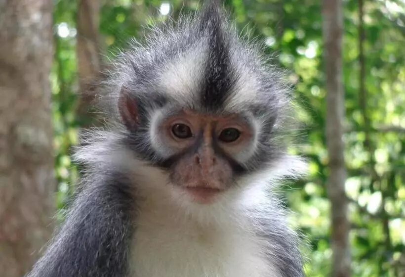 ベッドアンドブレックファースト Villa Paradise   Bukit Lawang