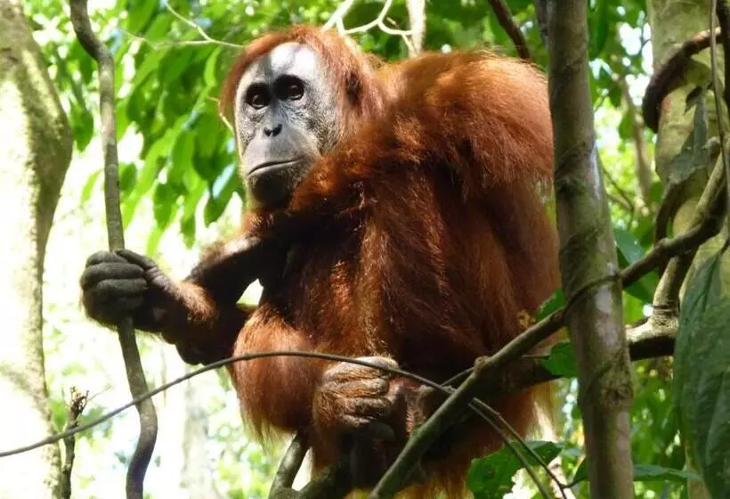 ベッドアンドブレックファースト Villa Paradise   Bukit Lawang