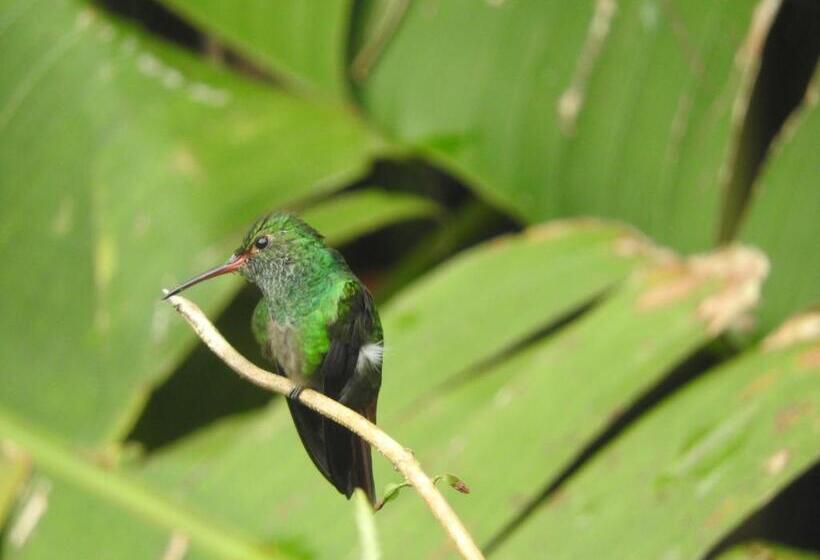 هتل Cacao Río Celeste