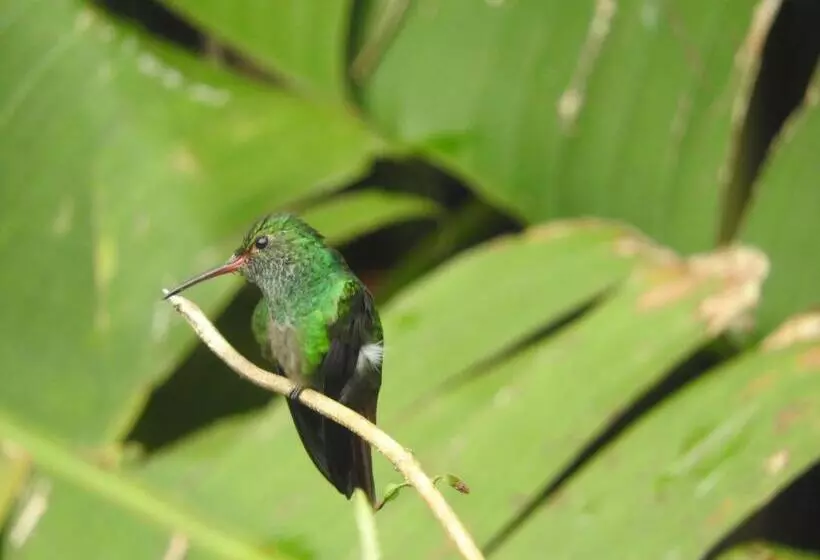 Hotelli Cacao Río Celeste