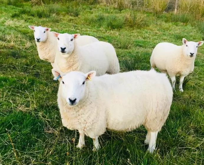 Gask House Farm Cottages