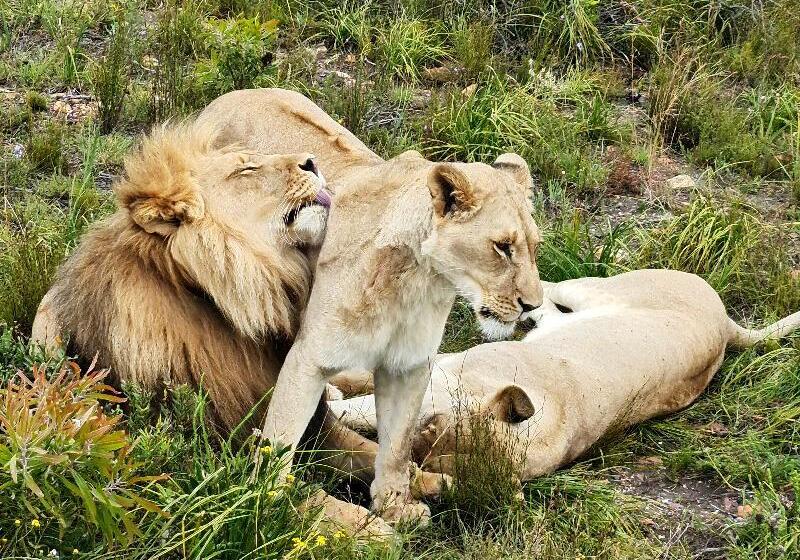 ホテル Botlierskop The Village Lodge