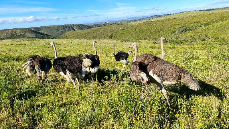 ホテル Botlierskop The Village Lodge