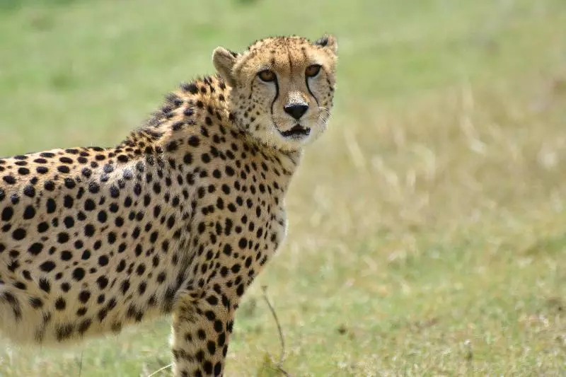 Hotelli Botlierskop The Village Lodge