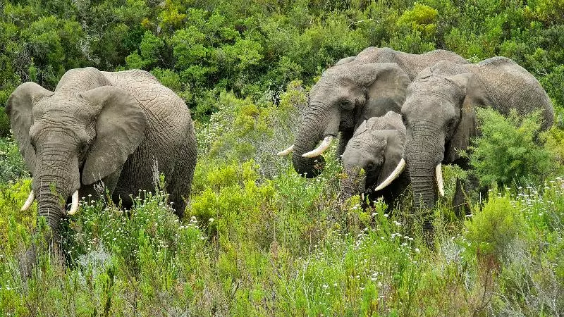 Hotelli Botlierskop The Village Lodge