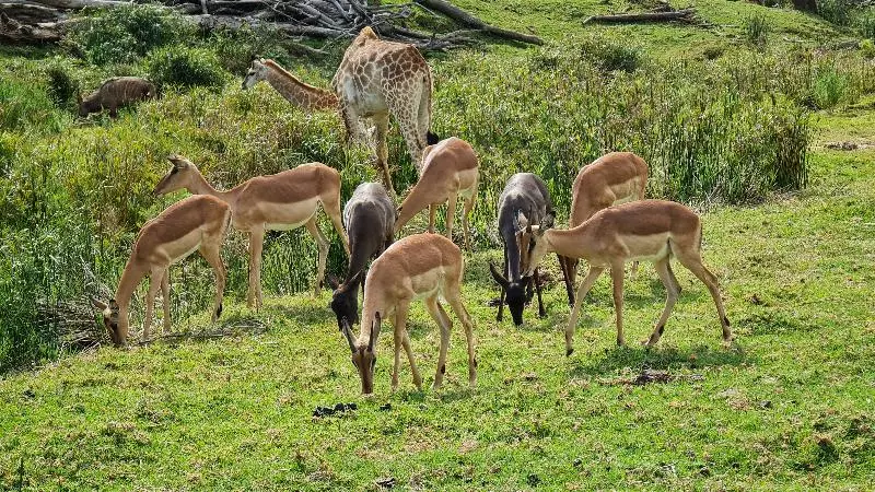 Hotelli Botlierskop The Village Lodge