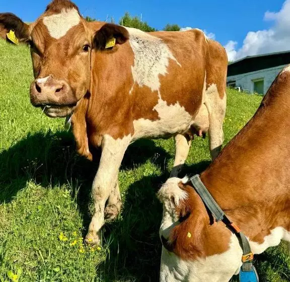 ホテル Ledererwirt