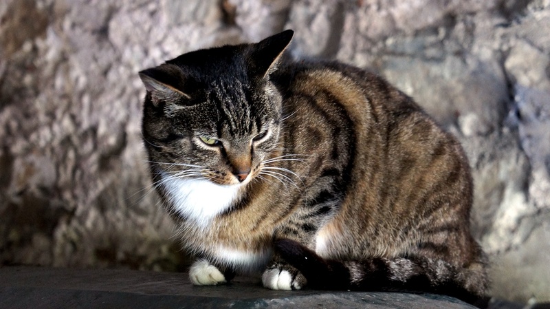 住宿加早餐  Bansha House